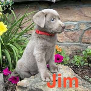 Jim, Silver Labrador Retriever Puppy